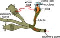 Flatworm flame cell. Structure of element of excretory system with title. Protonephridia of planaria and other flatworm